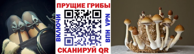 Псилоцибиновые грибы мицелий  Севастополь 